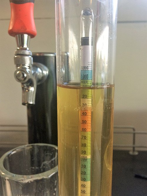 Taking a specific gravity reading of a hopped cider Hydrometer reading of a freshly hopped hard cider