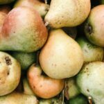 fresh fruit pears in a pile